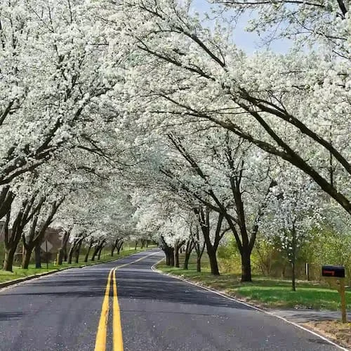 spring-season
